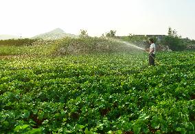 Agricultural Drought Resistance