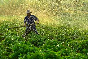 Agricultural Drought Resistance