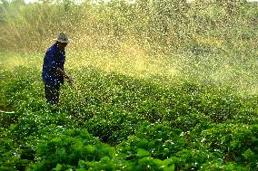 Agricultural Drought Resistance