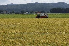 Rice harvest in Japan