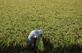 Rice harvest in Japan