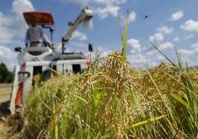 Rice harvest in Japan