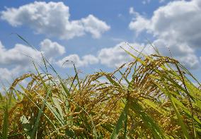 Rice harvest in Japan