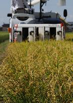 Rice harvest in Japan