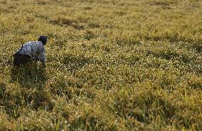 Rice harvest in Japan