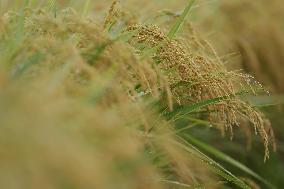 Rice harvest in Japan