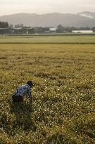 Rice harvest in Japan
