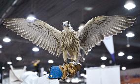 Kuwait Falcons Exhibition - Kuwait
