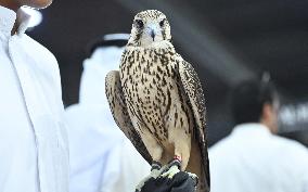 Kuwait Falcons Exhibition - Kuwait