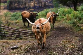 Several Cows on Burned Land - Spain