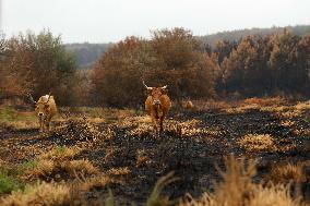 Several Cows on Burned Land - Spain