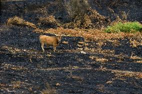 Several Cows on Burned Land - Spain
