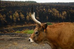 Several Cows on Burned Land - Spain