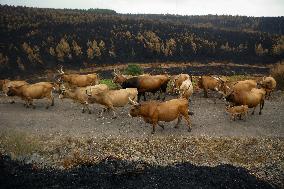 Several Cows on Burned Land - Spain