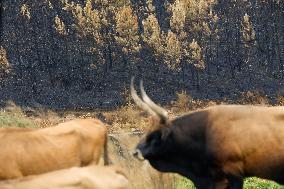 Several Cows on Burned Land - Spain