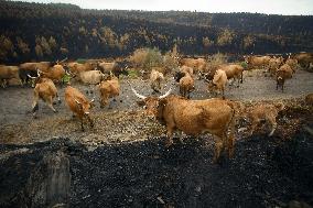 Several Cows on Burned Land - Spain