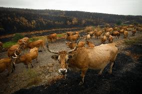 Several Cows on Burned Land - Spain