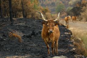 Several Cows on Burned Land - Spain