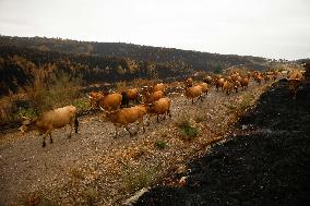 Several Cows on Burned Land - Spain