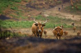 Several Cows on Burned Land - Spain