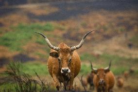 Several Cows on Burned Land - Spain