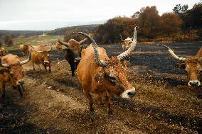 Several Cows on Burned Land - Spain