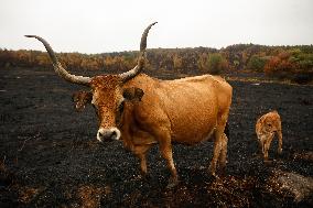 Several Cows on Burned Land - Spain