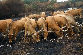Several Cows on Burned Land - Spain