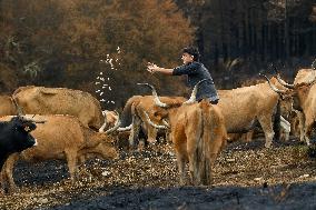 Several Cows on Burned Land - Spain
