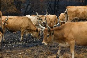 Several Cows on Burned Land - Spain