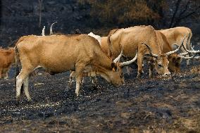 Several Cows on Burned Land - Spain