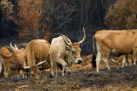 Several Cows on Burned Land - Spain