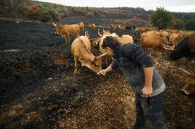 Several Cows on Burned Land - Spain