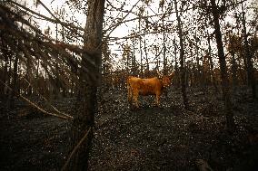 Several Cows on Burned Land - Spain
