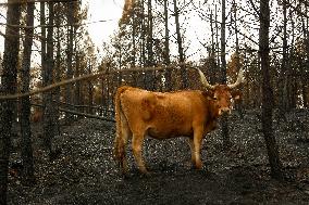 Several Cows on Burned Land - Spain