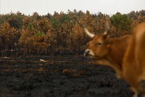 Several Cows on Burned Land - Spain