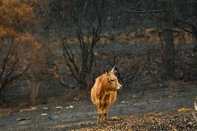 Several Cows on Burned Land - Spain