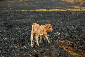 Several Cows on Burned Land - Spain