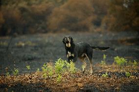 Several Cows on Burned Land - Spain