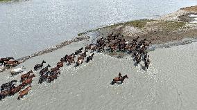 Horses Cross The Tekes River in Zhaosu Wetland Park