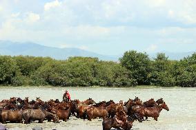 Horses Cross The Tekes River in Zhaosu Wetland Park