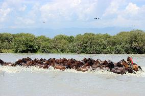 Horses Cross The Tekes River in Zhaosu Wetland Park