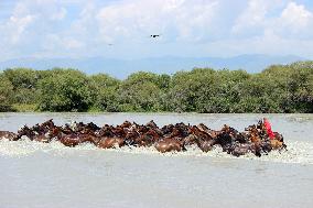 Horses Cross The Tekes River in Zhaosu Wetland Park