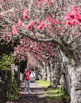 Cherry Blossom in Auckland - New Zealand