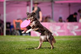 20th Flying Dogs Frisbee Competition - Warsaw