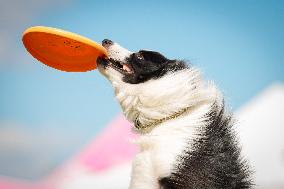 20th Flying Dogs Frisbee Competition - Warsaw