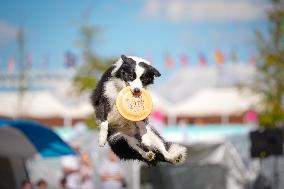 20th Flying Dogs Frisbee Competition - Warsaw