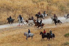 Running of The Bulls of Cuellar 2025 - Spain