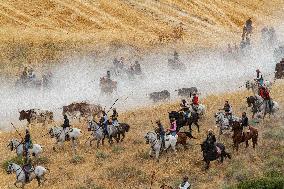 Running of The Bulls of Cuellar 2025 - Spain