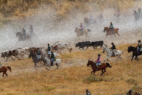 Running of The Bulls of Cuellar 2025 - Spain